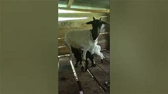 Kambing Melahirkan Kembar 3 Anaknya